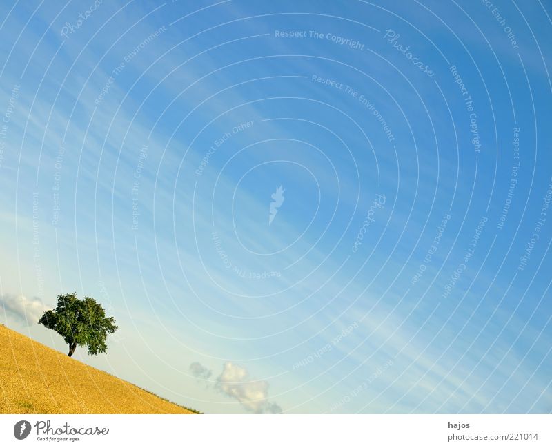 Sommer in Schräglage Umwelt Natur Landschaft Erde Himmel Wolken Schönes Wetter Baum Feld Erholung genießen ästhetisch außergewöhnlich Freundlichkeit frisch