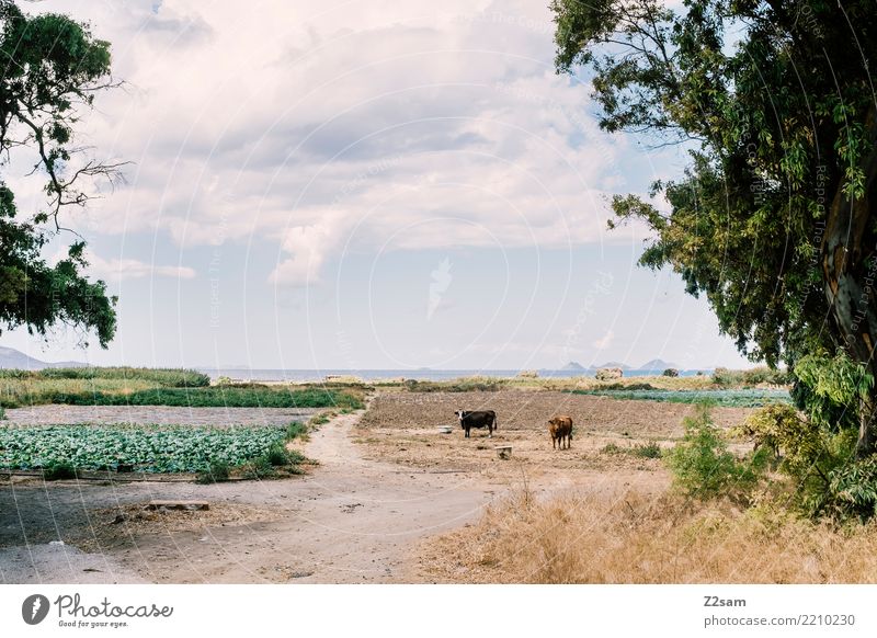 MUH auf griechisch Ferien & Urlaub & Reisen Sommerurlaub Meer Natur Landschaft Himmel Schönes Wetter Baum Sträucher Küste Nutztier Kuh Herde beobachten stehen