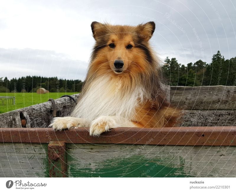 Sheltie, Shetland Sheepdog Haustier Nutztier Hund authentisch klug braun Glück Freude mini collie Heimtier Säugetier Hunderasse Haustierrasse Familienhund pet