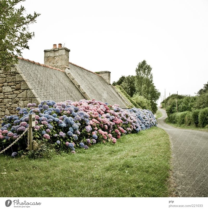 vergessene blütezeit Landschaft Sommer Pflanze Blume Gras Sträucher Blüte Hortensie Rasen Hecke Dorf Haus Schornstein Straße Dorfstraße blau rosa ruhig Heimweh