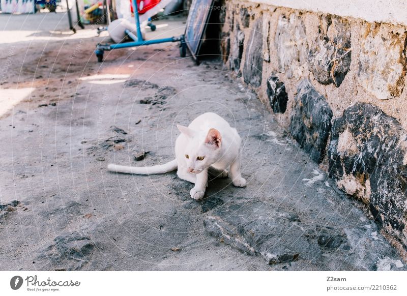 hello! Meer Sonne Sommer Schönes Wetter Dorf Fischerdorf Tier Haustier Katze beobachten Bewegung hocken Blick sitzen elegant schön klein niedlich Idylle