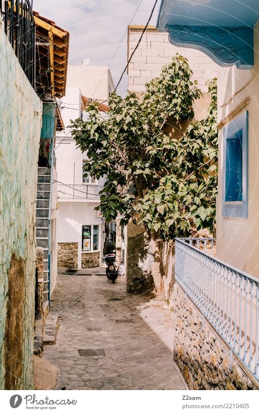 ruhige läge Sommer Baum Dorf Fischerdorf exotisch natürlich Gelassenheit Einsamkeit Idylle Tourismus Tradition Griechenland Kos mediterran Gasse Altstadt Insel