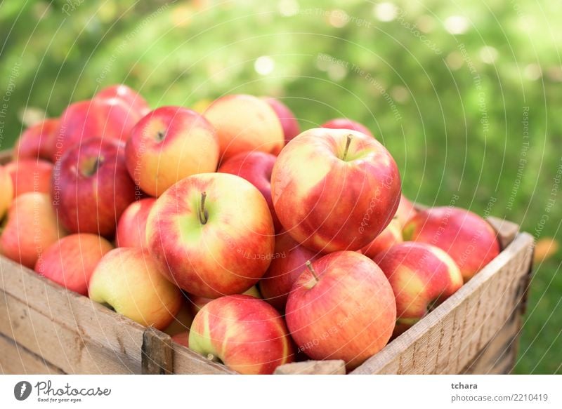 Reife Äpfel Frucht Apfel Saft Sommer Garten Natur Landschaft Pflanze Container Wachstum frisch hell lecker natürlich saftig grün rot Farbe Hintergrund