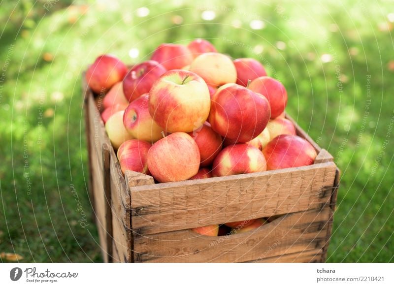 rote Äpfel Frucht Apfel Saft Sommer Garten Natur Gras Container frisch hell lecker natürlich saftig grün Farbe Gesundheit Lebensmittel Korb organisch fallen