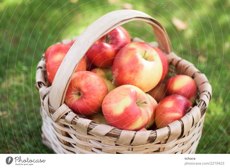 rote Äpfel Frucht Apfel Saft Sommer Natur Landschaft Pflanze Gras Container Wachstum frisch hell lecker natürlich saftig grün Gesundheit Obstgarten Lebensmittel