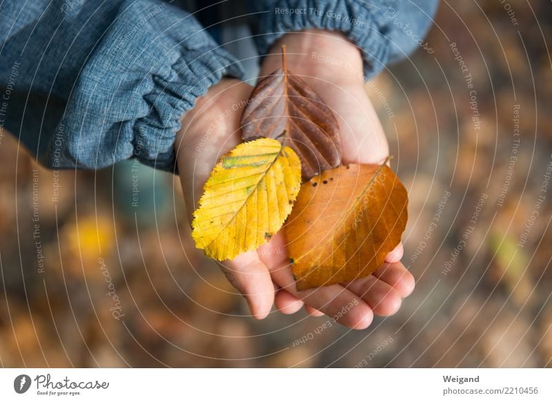 Drei VI harmonisch Wohlgefühl Zufriedenheit Sinnesorgane Meditation Duft Kindergarten Schulkind Kindheit entdecken träumen Glück braun gelb achtsam Ehrlichkeit