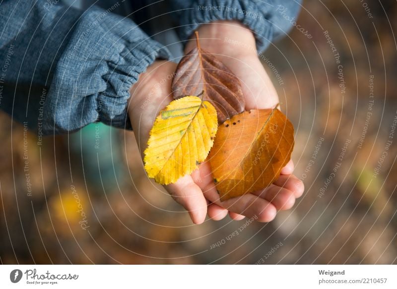 Drei I Sinnesorgane ruhig Meditation Duft Kinderspiel Junge Kindheit wählen träumen Traurigkeit Zusammensein braun mehrfarbig gelb Solidarität Hilfsbereitschaft