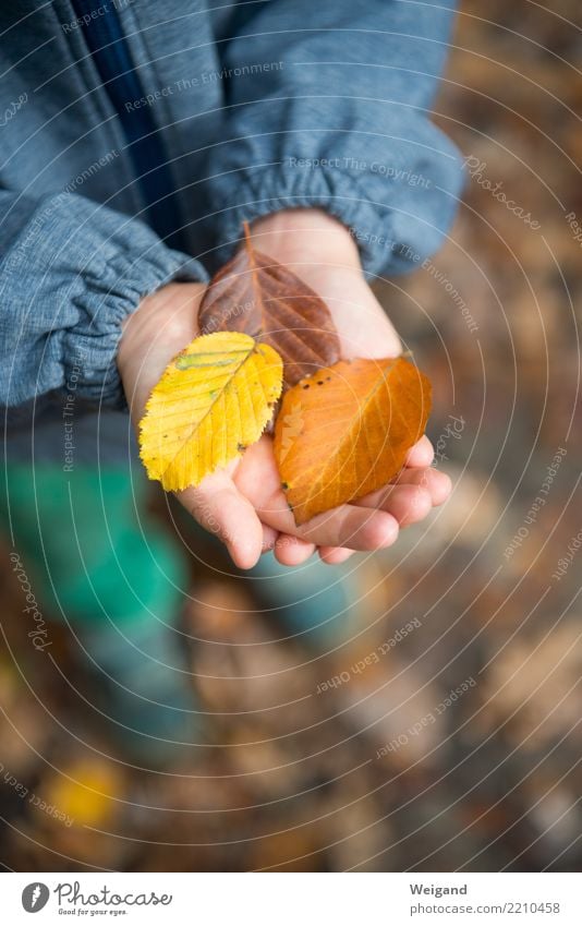 Tricolore Allergie Kindererziehung Kindergarten lernen Mensch Kleinkind Kindheit 1 Baum Duft braun mehrfarbig gelb friedlich Güte Selbstlosigkeit Menschlichkeit