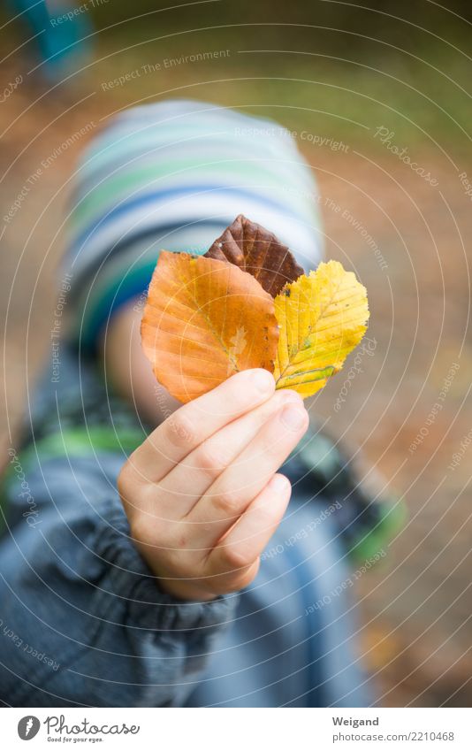 Drei II Gesundheit Wohlgefühl Zufriedenheit Sinnesorgane Kindergarten lernen Kindheit 1 Mensch Herbst berühren braun mehrfarbig gelb Sympathie Mitgefühl