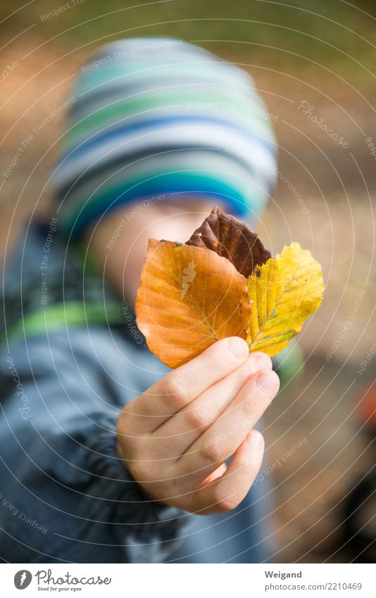 Drei VI Kind Junge Kindheit 1 Mensch Park entdecken Erholung toben träumen Traurigkeit trösten dankbar achtsam Vorsicht Gelassenheit Toleranz Herbst Blatt Hand