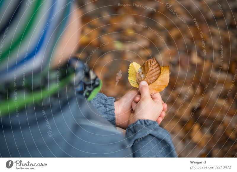 Drei III Freude Leben Zufriedenheit Sinnesorgane Duft Kindergarten Kleinkind Kindheit 1 Mensch Herbst Park träumen braun mehrfarbig gelb Mut Leidenschaft