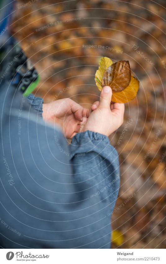 dreifach Zufriedenheit Sinnesorgane Erholung ruhig Duft Kindergarten Schule lernen Kindheit 1 Mensch wählen bauen trösten dankbar Herbst Wald Sammlung Blatt