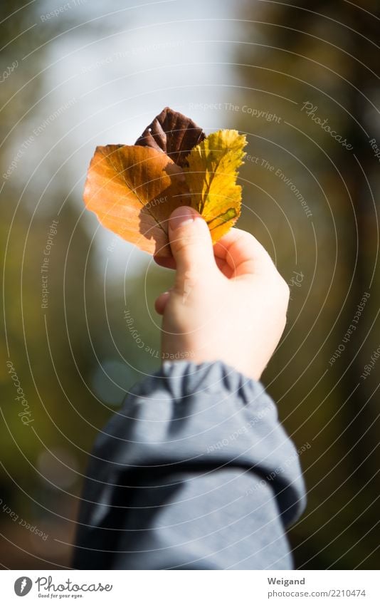 Dreifaltigkeit Kindererziehung Kindergarten Landwirtschaft Forstwirtschaft Kindheit leuchten nachhaltig braun mehrfarbig gelb gold friedlich trösten dankbar