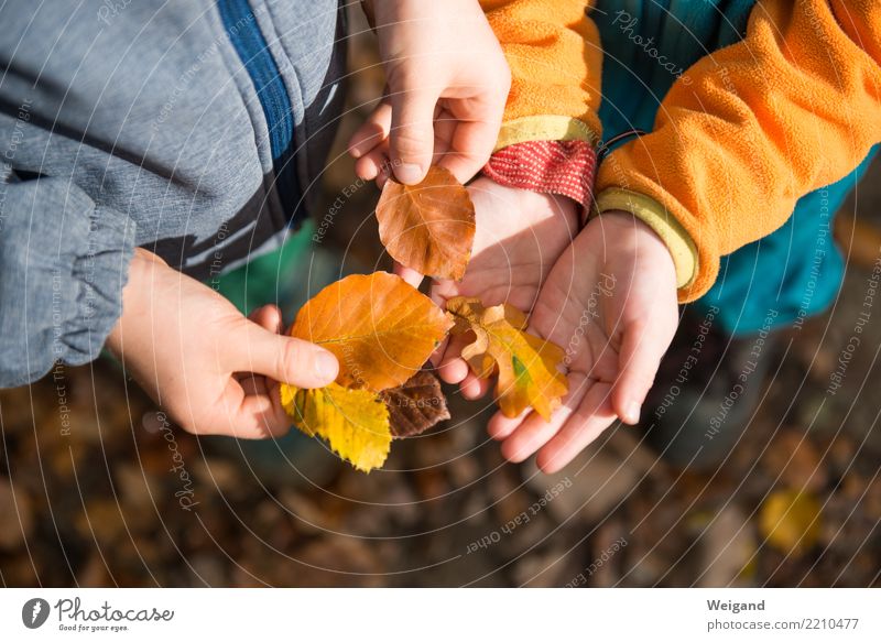 Sammeln & Tauschen II Kindererziehung Kindergarten lernen Schüler Kleinkind Mädchen Junge Familie & Verwandtschaft Kindheit 2 Mensch Zusammensein mehrfarbig