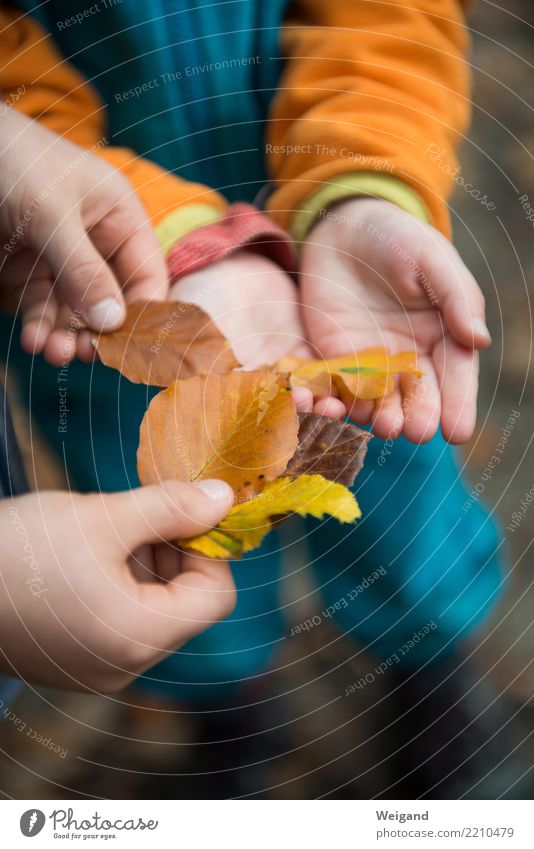 Sammeln & Tauschen Zufriedenheit Kindererziehung Kindergarten lernen Kleinkind Mädchen Junge Kindheit 2 Mensch schlechtes Wetter einzigartig Wald Blatt Herbst