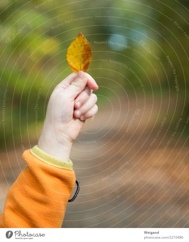 hoch die Blätter Zufriedenheit Erholung Freizeit & Hobby Spielen Gartenarbeit Kind Kleinkind Mädchen Hand Umwelt Natur Pflanze Wald Mitgefühl trösten dankbar