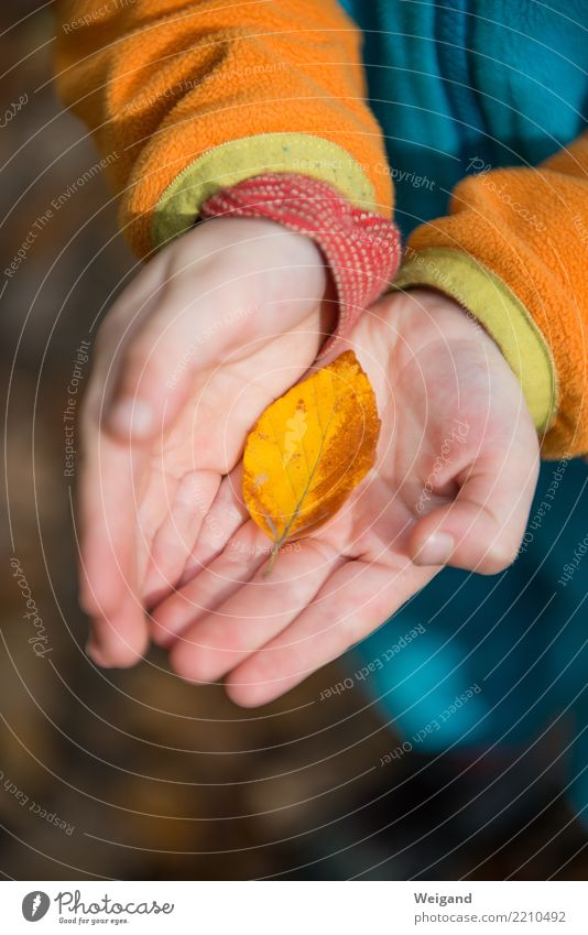 Kostbarkeit Freude Glück Leben harmonisch Wohlgefühl Zufriedenheit Sinnesorgane Duft Kindergarten Kleinkind Mädchen Junge Kindheit Hand 1 Mensch Blatt trösten