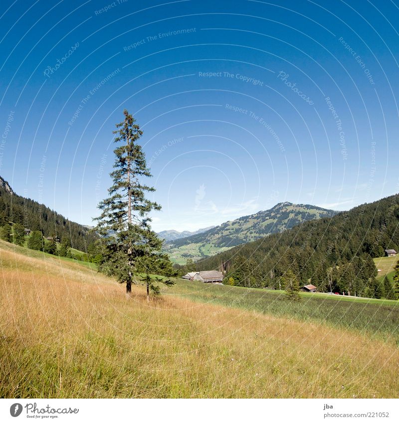 zu spät für Sommer? harmonisch Zufriedenheit Erholung Tourismus Ausflug Sommerurlaub Sonne Berge u. Gebirge Natur Landschaft Herbst Schönes Wetter Pflanze Gras