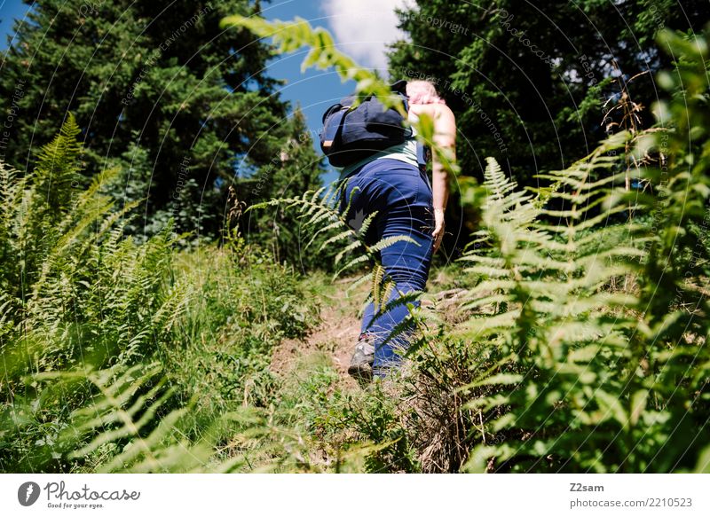 Aufstieg Ferien & Urlaub & Reisen Abenteuer wandern Junge Frau Jugendliche 18-30 Jahre Erwachsene Umwelt Natur Landschaft Herbst Schönes Wetter Sträucher Farn