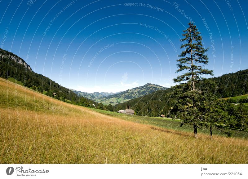 warm Wohlgefühl Erholung ruhig Tourismus Ausflug Sommerurlaub Berge u. Gebirge Natur Landschaft Herbst Schönes Wetter Tanne Ströui Wiese Felsen Alpen Saanenland