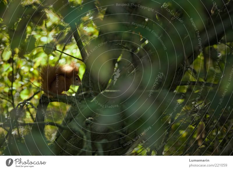 Einzelgänger Umwelt Natur Schönes Wetter Pflanze Baum Wald Tier Wildtier 1 sitzen frei schön einzigartig klein natürlich niedlich oben Freiheit Eichhörnchen