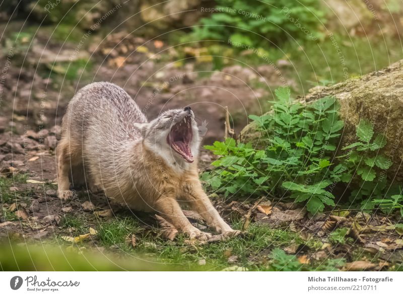 Müder Fuchs Umwelt Natur Tier Sand Sonne Schönes Wetter Pflanze Grünpflanze Wildpflanze Wildtier Tiergesicht Fell Krallen Pfote Gebiss Zunge Nase Maul 1