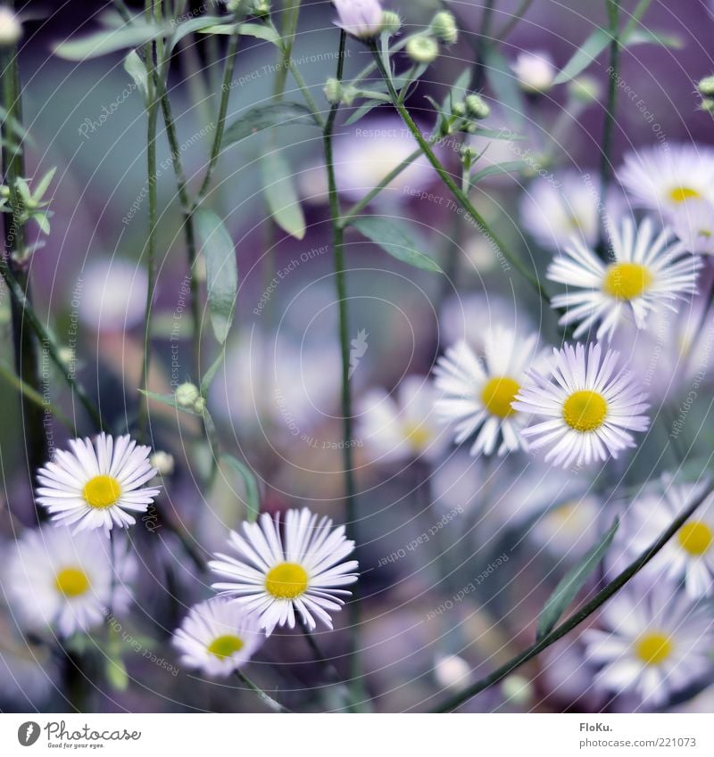 Kalte Blüten im Herbst Umwelt Natur Pflanze Blume Blatt Wildpflanze ästhetisch schön kalt klein gelb grün weiß zierlich Gänseblümchen Farbfoto Außenaufnahme