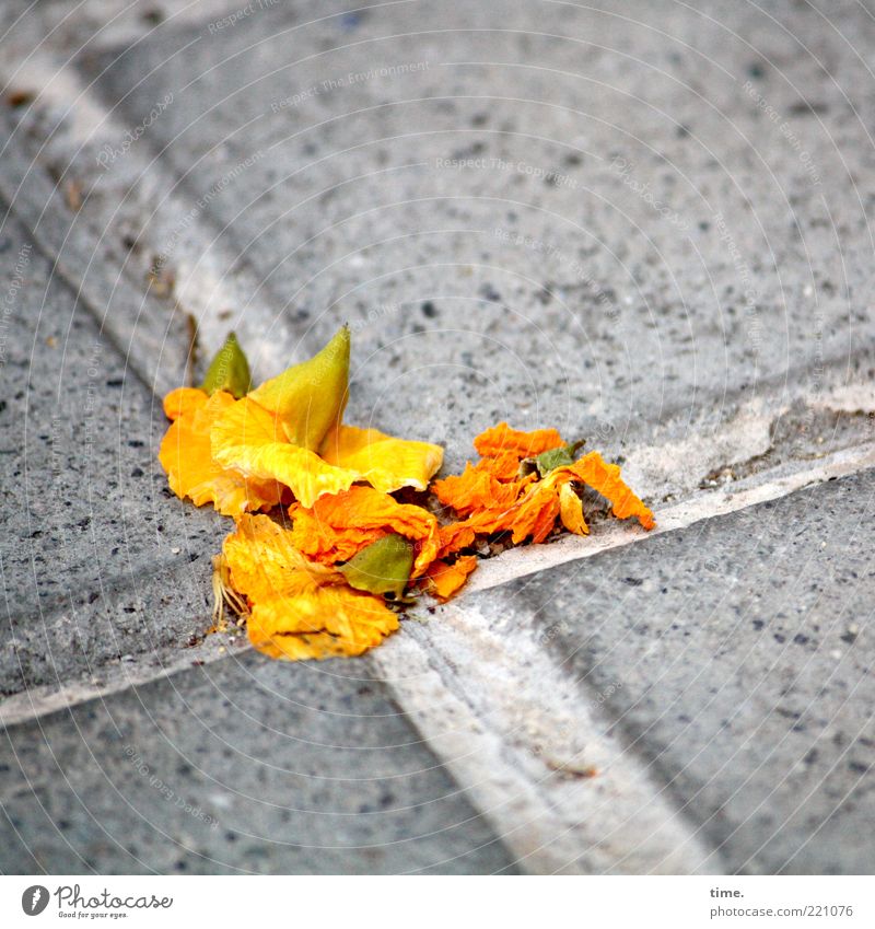 Barcelona Boulevard schön Blüte Menschenleer Beton Kreuz gelb orange Glück Zufriedenheit Optimismus authentisch Hoffnung Bodenplatten Furche Haufen Bürgersteig