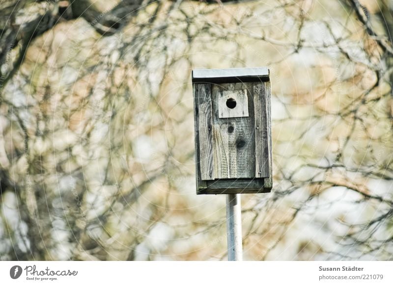 1-Raum-Wohnung Umwelt Natur Herbst Schönes Wetter Baum Futterhäuschen Ast starenkasten Geschwindigkeitsüberwachung Textfreiraum links Schwache Tiefenschärfe