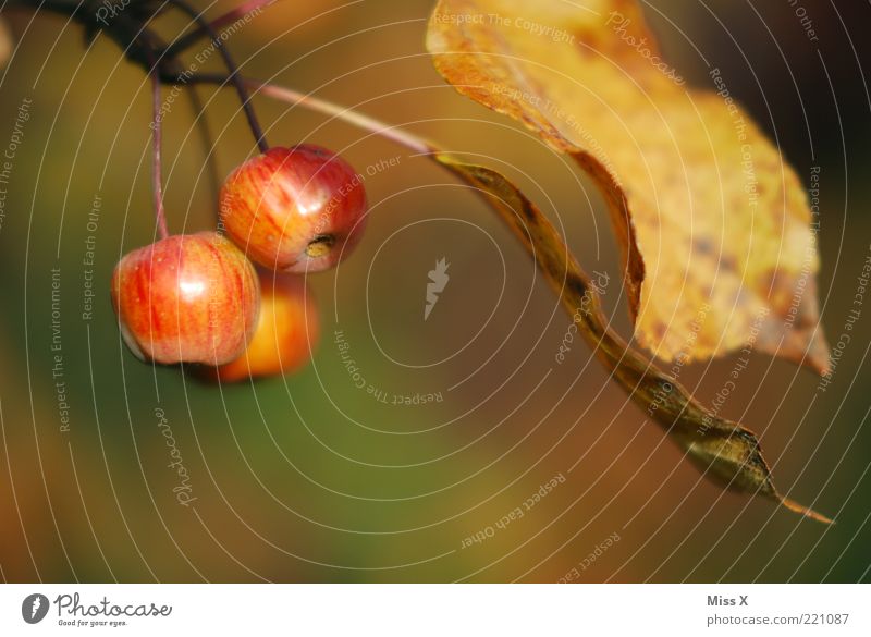 Äpfelchen Lebensmittel Frucht Apfel Ernährung Herbst Baum Blatt klein lecker saftig sauer süß herbstlich Herbstlaub Farbfoto mehrfarbig Außenaufnahme