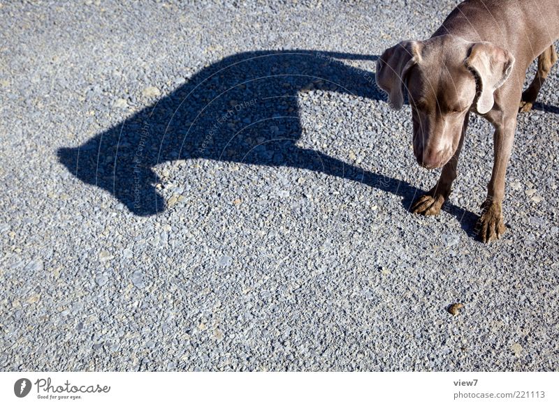 Hundeleben Straße Tier 1 Stein stehen träumen ästhetisch authentisch dünn einfach elegant grau Erwartung einzigartig Weimaraner Schatten Pfote Schnauze Farbfoto