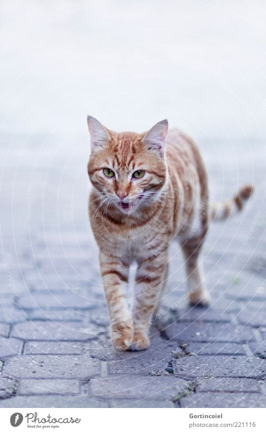 Kedi Tier Katze Tiergesicht Fell Pfote 1 elegant lutschen Katzenzunge Schnurrhaar Tigerfellmuster laufen Schnauze Maul rotbraun freilaufend freilebend