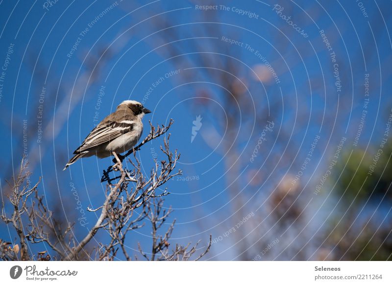 Weißbrauenweber Ausflug Ferne Freiheit Baum Ast Baumkrone Garten Park Tier Wildtier Vogel Webervogel 1 beobachten natürlich Ornithologie Farbfoto Außenaufnahme