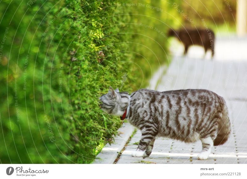 Ab durch die Hecke Natur Tier Sträucher Grünpflanze Fell Haustier Katze 2 Tierpaar beobachten entdecken Blick schlafen Neugier grün schwarz Freundschaft sanft