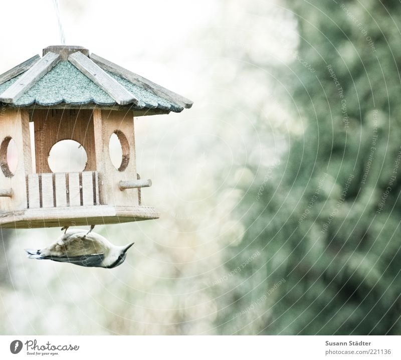 mission impossible Tier Vogel Flügel Krallen 1 entdecken verstecken geheimnisvoll Spatz Herbst Futterhäuschen Ernährung Appetit & Hunger Gedeckte Farben