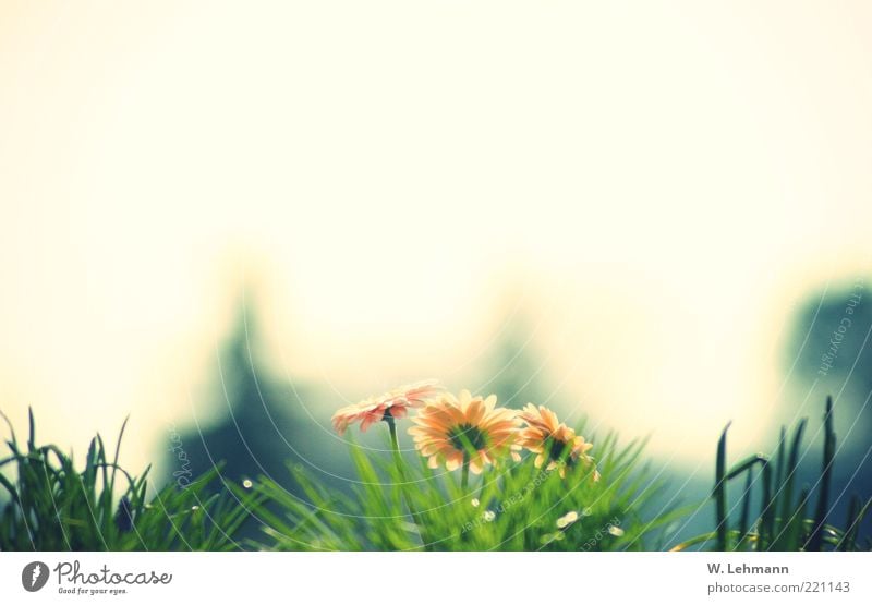 The last breath of summer Natur Pflanze Horizont Sommer Gerbera retro schön blau mehrfarbig gelb grün schwarz weiß Farbfoto Außenaufnahme Experiment Licht