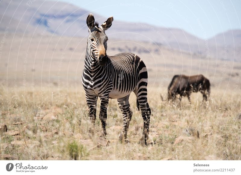 Mountain zebra Ferien & Urlaub & Reisen Tourismus Ausflug Abenteuer Ferne Freiheit Safari Expedition Sommer Sommerurlaub Sonne Umwelt Natur Landschaft