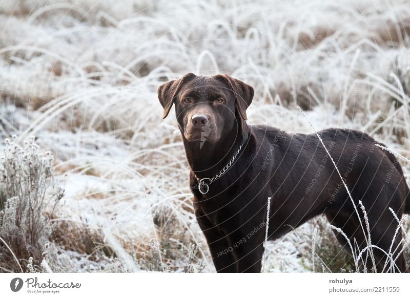 Netter brauner Labrador-Hund auf bereifter Wiese im Winter Schnee Erwachsene Natur Tier Wetter Eis Frost Gras Haustier hell niedlich weiß züchten Retriever