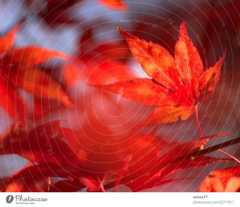 feuerrot Umwelt Natur Pflanze Herbst Baum Sträucher Blatt Ahornblatt Garten Park Wald leuchten ästhetisch Spitze Wärme blau orange ruhig Design Vergänglichkeit