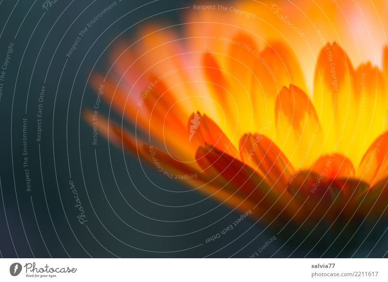 Blütenfeuer Alternativmedizin Leben Sinnesorgane ruhig Natur Pflanze Blume Ringelblume Garten Blühend Duft leuchten Wärme blau orange ästhetisch Energie