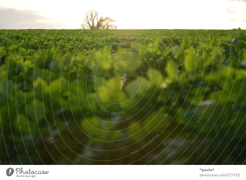 Grüner Herbst Landschaft Pflanze Erde Himmel Horizont Sonne Sonnenaufgang Sonnenuntergang Schönes Wetter Baum Nutzpflanze Feld leuchten frei Unendlichkeit nah