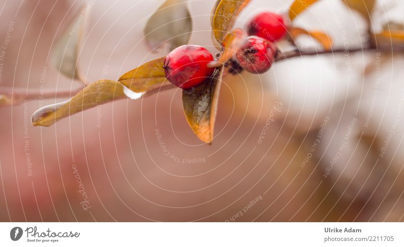 Beeren der Zwergmispel harmonisch Wohlgefühl Zufriedenheit Erholung ruhig Meditation Natur Pflanze Herbst Sträucher Cotoneaster horizontalis Beerensträucher