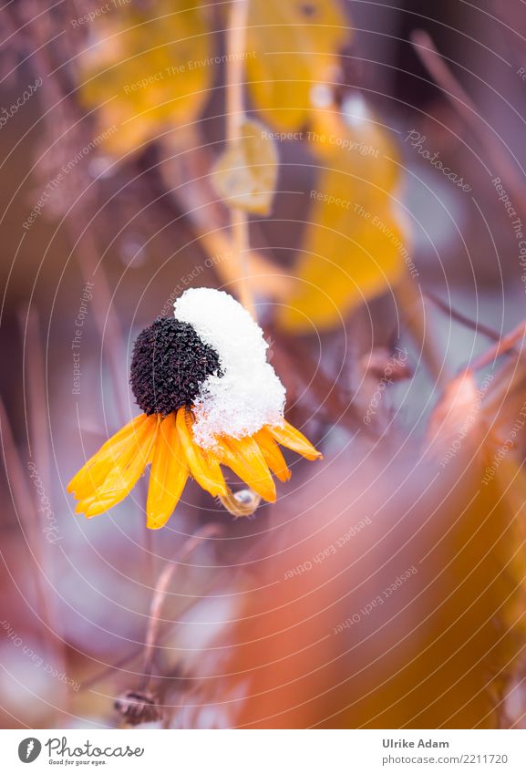 Sonnenut (Echinacea) im Schnee Behandlung Alternativmedizin Krankheit Leben Natur Pflanze Herbst Winter Blume Blüte Nutzpflanze Sonnenhut Roter Sonnenhut