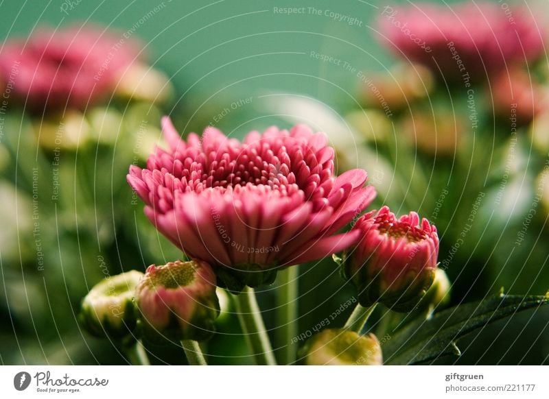 summertime Natur Pflanze Sommer Blume Blatt Blüte Blühend Wachstum einfach frisch schön grün rosa Leben Blütenknospen Pflanzenteile klein mehrfarbig Farbfoto