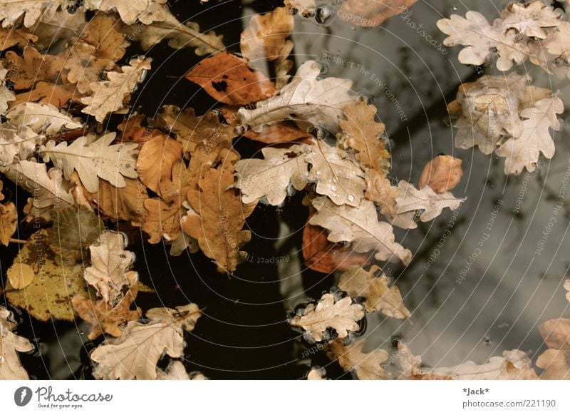 Als der Herbst kam... ruhig Umwelt Natur Wasser Blatt Vergänglichkeit Farbfoto Außenaufnahme Tag Vogelperspektive Im Wasser treiben Eichenblatt Herbstlaub