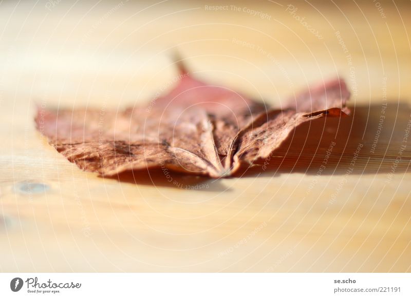 Endlichkeit Pflanze Herbst Blatt Stimmung schön authentisch Ende Vergänglichkeit verlieren Farbfoto Außenaufnahme Nahaufnahme Experiment Menschenleer Tag