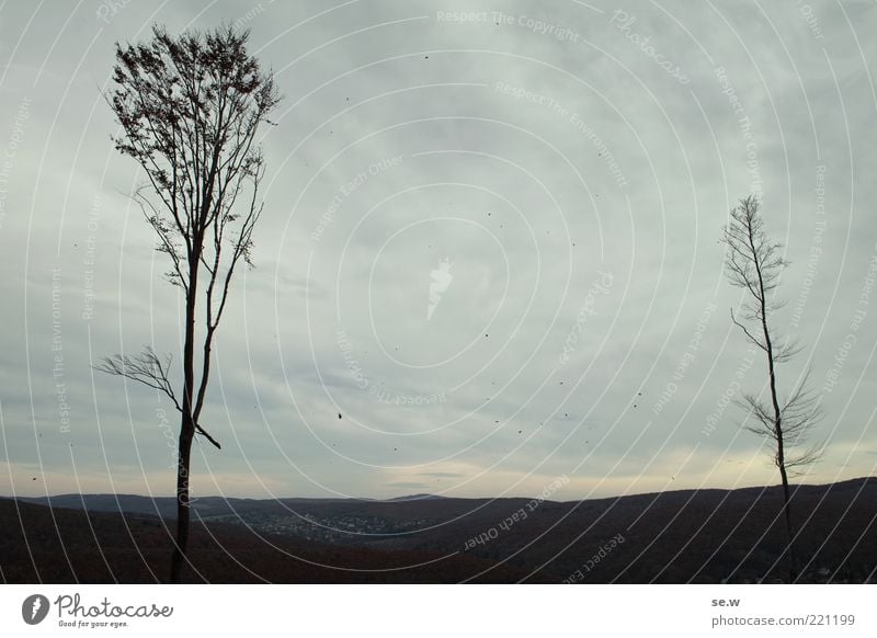 Waldsterben Himmel Wolken Herbst schlechtes Wetter Wind Baum Wienerwald Purkersdorf dunkel Unendlichkeit kalt braun grau ruhig Fernweh Einsamkeit Natur