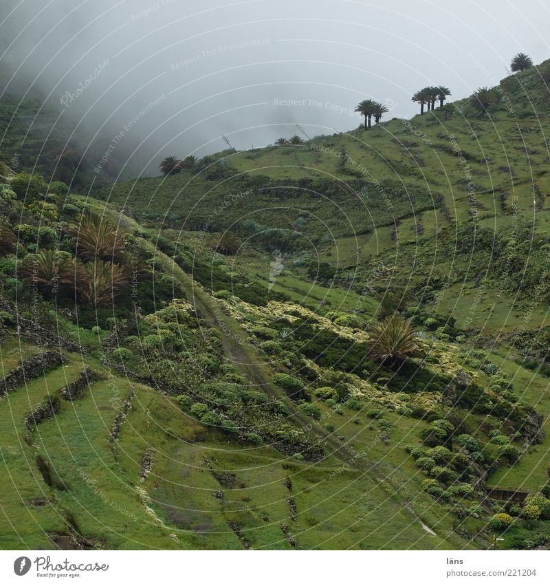 wolkengrenze Umwelt Natur Landschaft Pflanze Wolken Baum Gras Sträucher Grünpflanze Nutzpflanze Wildpflanze Palme Wiese Berge u. Gebirge Wege & Pfade grün