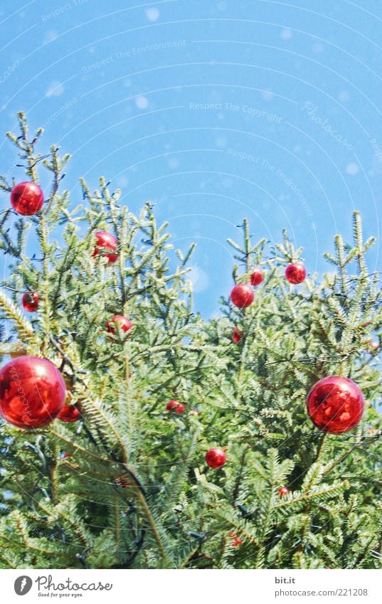 Schneeflöckchen... (VI) Himmel Wolkenloser Himmel Winter Schneefall Baum Feste & Feiern glänzend Kitsch blau rot Vorfreude Tradition Christbaumkugel