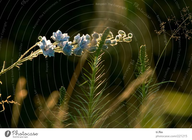 kein Herbstbild Umwelt Natur Sommer Schönes Wetter Wärme Pflanze Gras Wildpflanze Rittersporn Wiese Blühend Wachstum Duft hell schön blau gelb grün Farbfoto